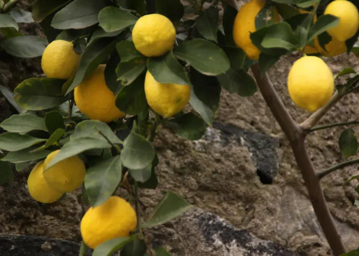 Πανσιόν Clelia